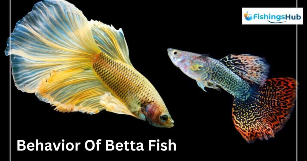 Origin And Behavior Of Betta Fish