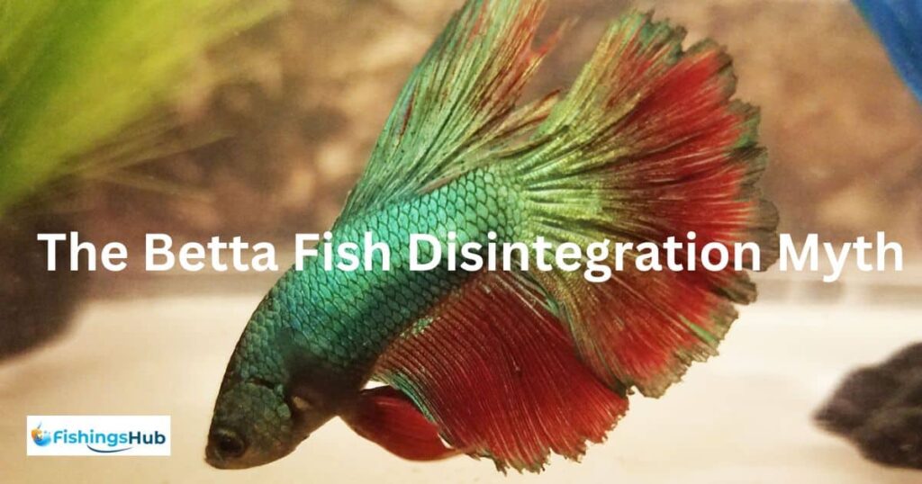 the-betta-fish-disintegration-myth