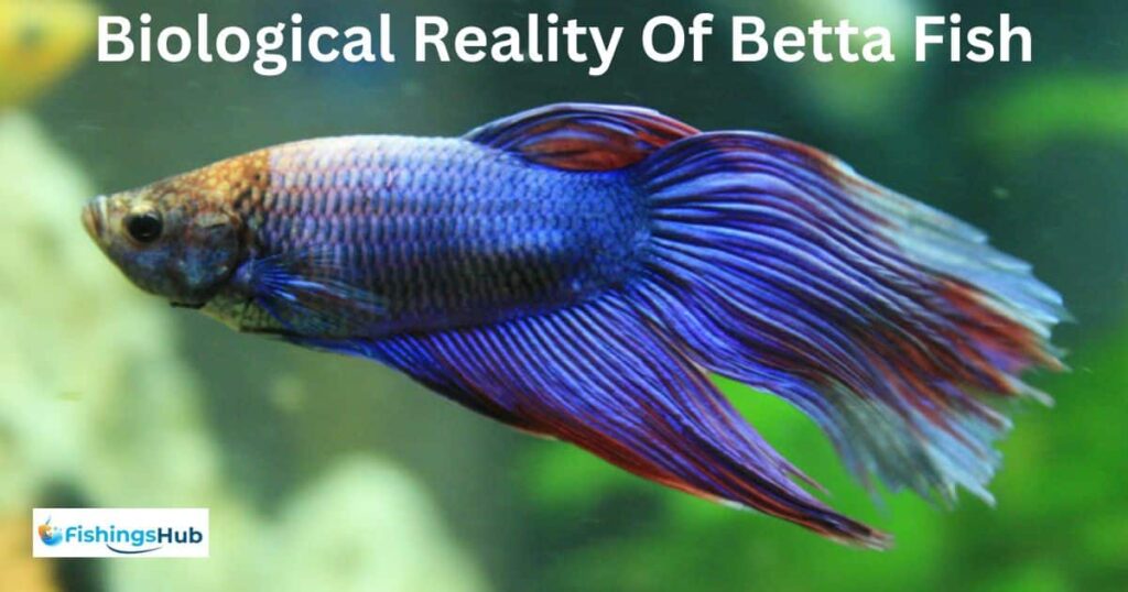 The Biological Reality Of Betta Fish