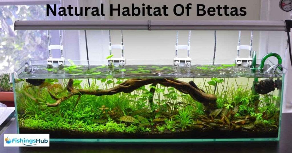 The Natural Habitat Of Bettas
