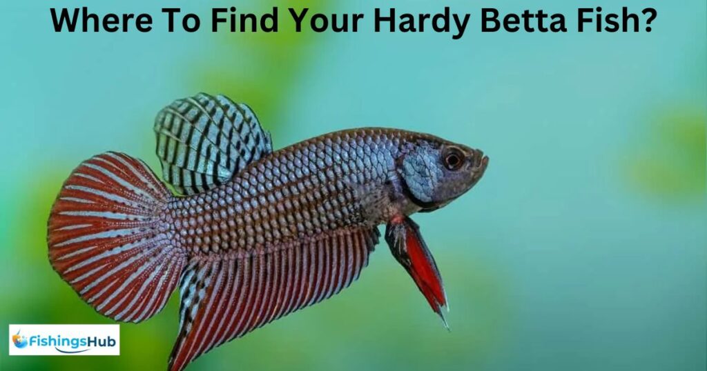 Where To Find Your Hardy Betta Fish?