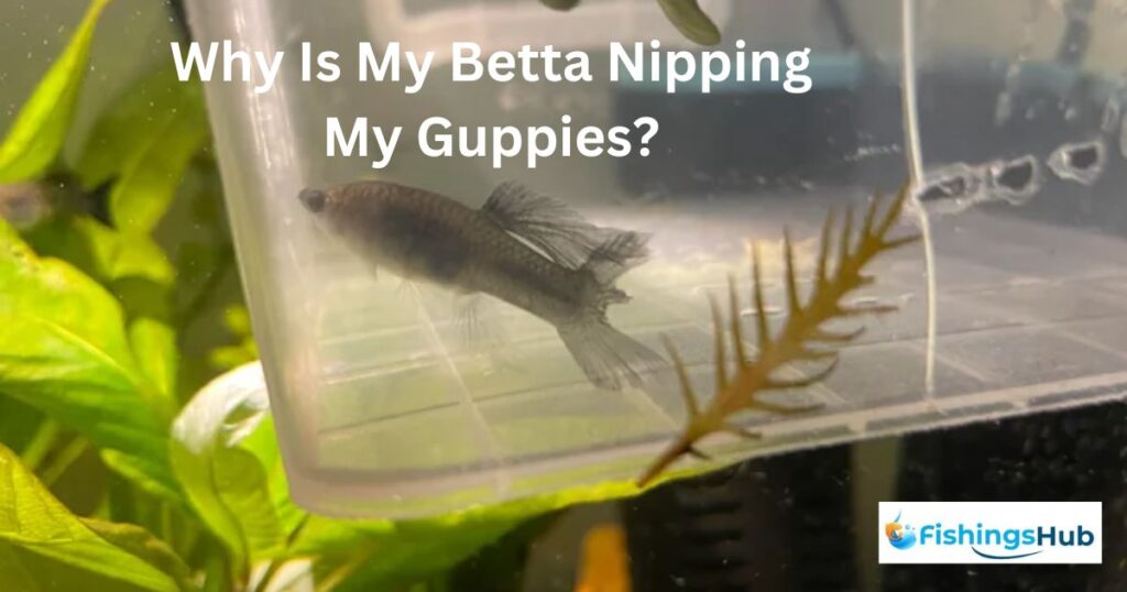 Why Is My Betta Nipping My Guppies?