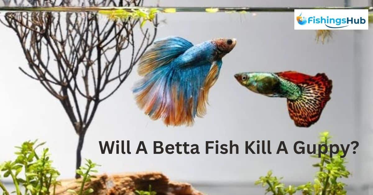 Will A Betta Fish Kill A Guppy?